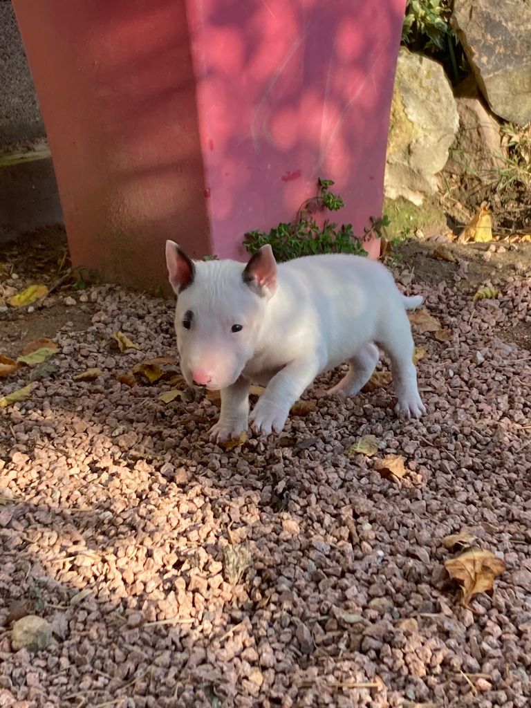 Des gardiens de gaia - Chiot disponible  - Bull Terrier Miniature