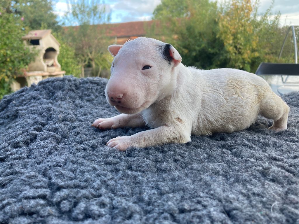 Des gardiens de gaia - Chiot disponible  - Bull Terrier Miniature