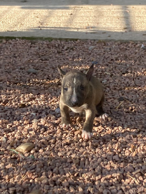 Des gardiens de gaia - Bull Terrier Miniature - Portée née le 25/10/2022
