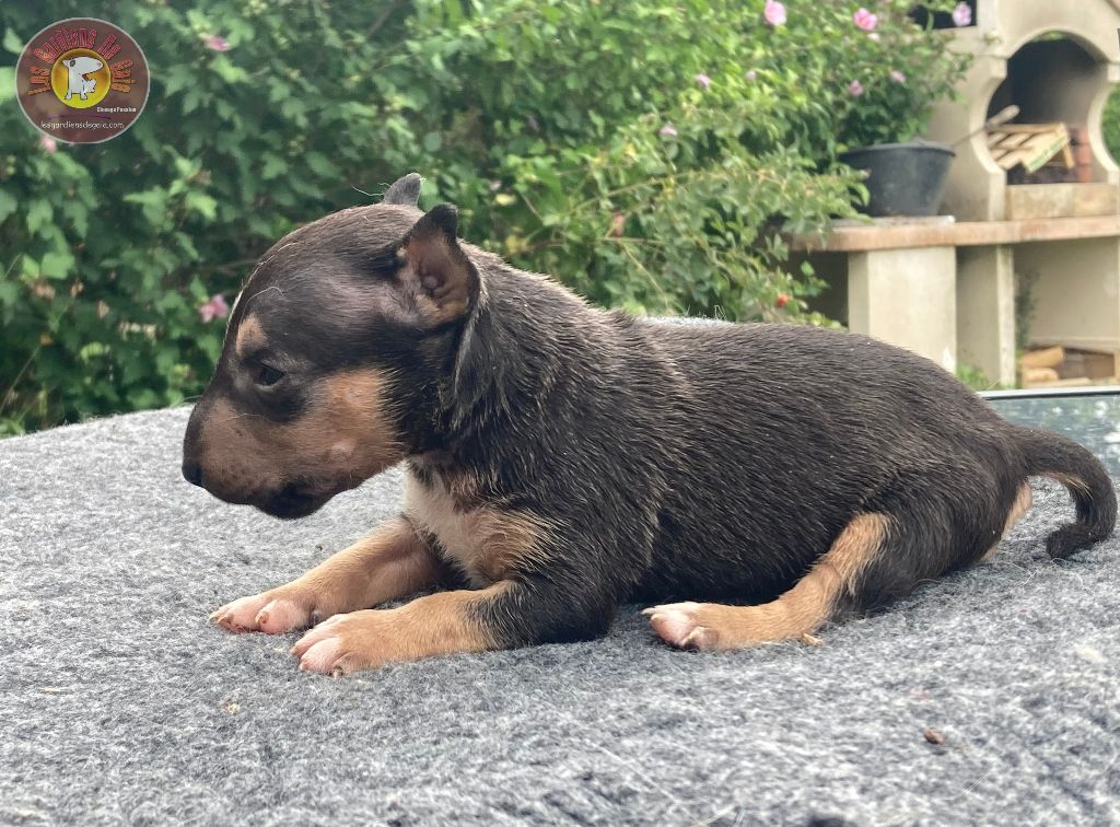 Des gardiens de gaia - Chiot disponible  - Bull Terrier Miniature