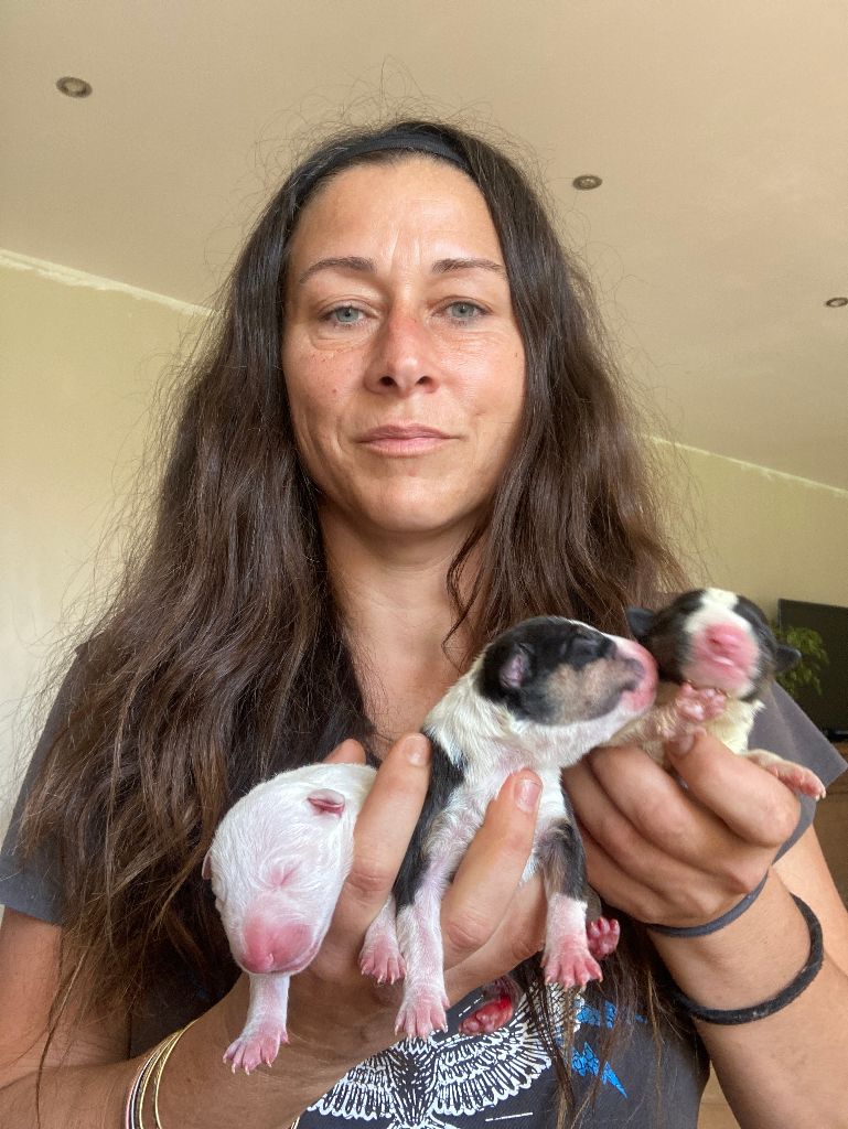 chiot Bull Terrier Miniature Des gardiens de gaia