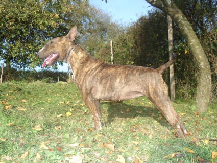 V'atchoum Des gardiens de gaia