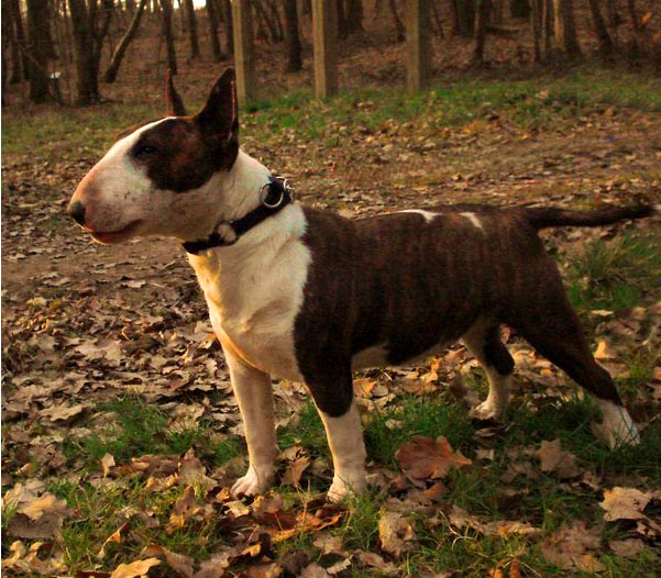 CH. C'est bulleresquement vôtre Des gardiens de gaia