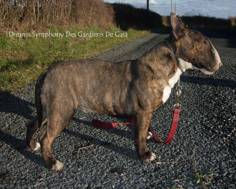 Dreams symphony in memory Des gardiens de gaia