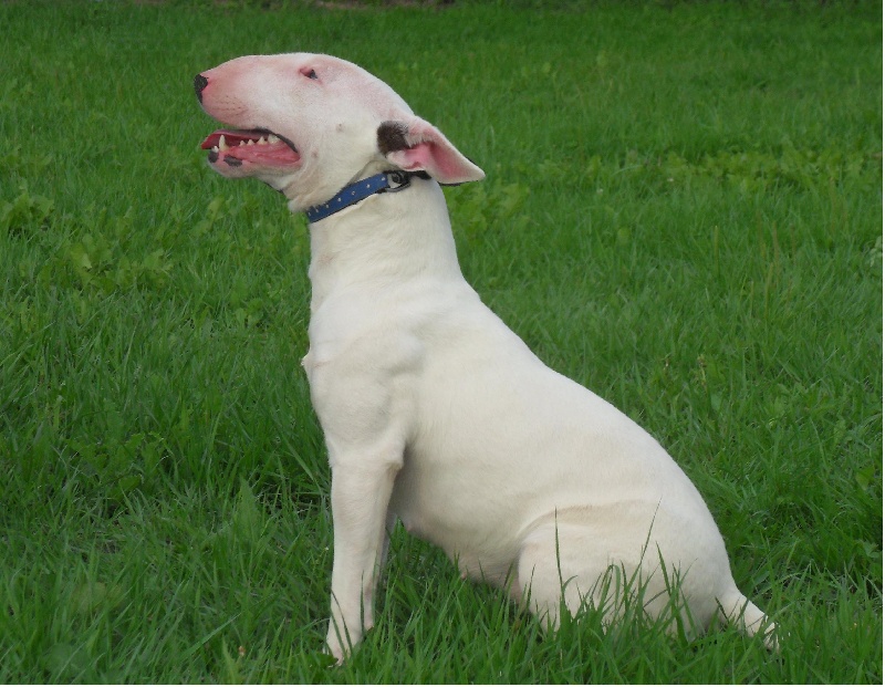 Fiona Des gardiens de gaia