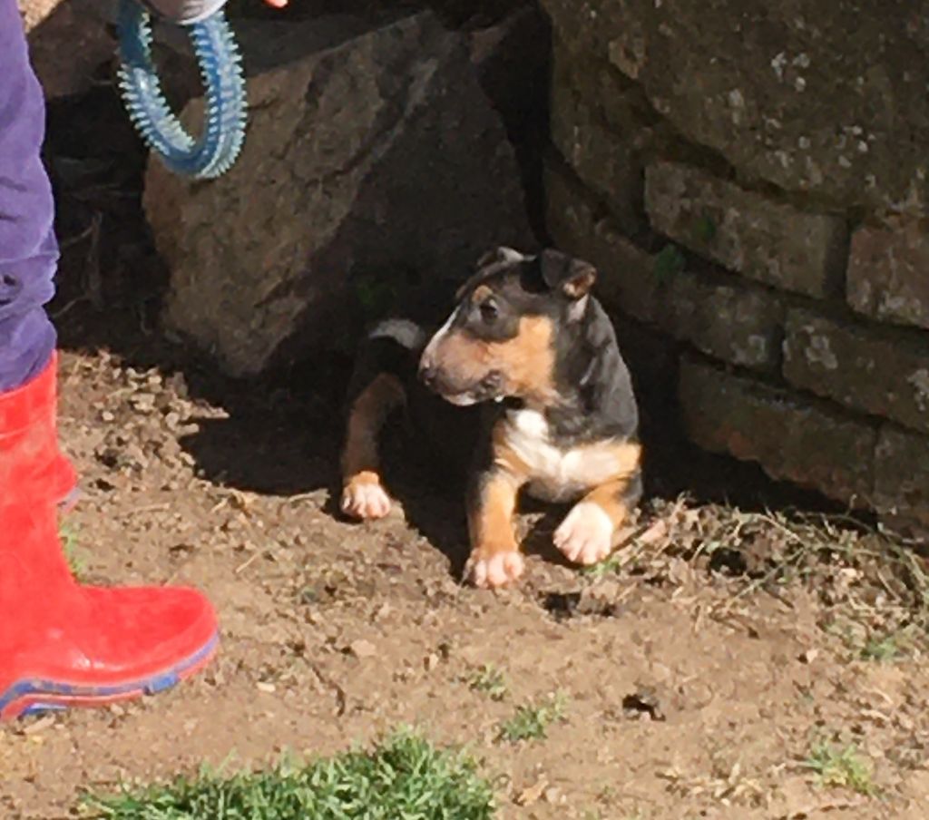 Petite phoebe Des gardiens de gaia