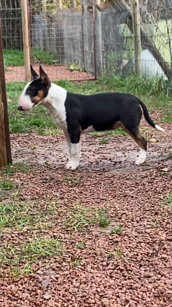 Tiny bull Des gardiens de gaia