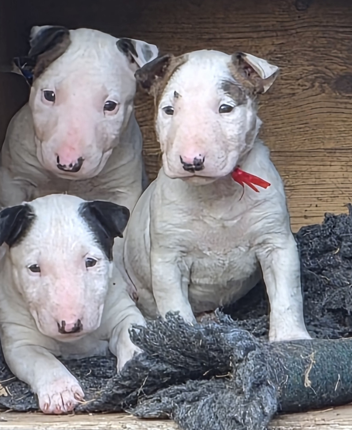 Chiot Bull Terrier Miniature Des gardiens de gaia