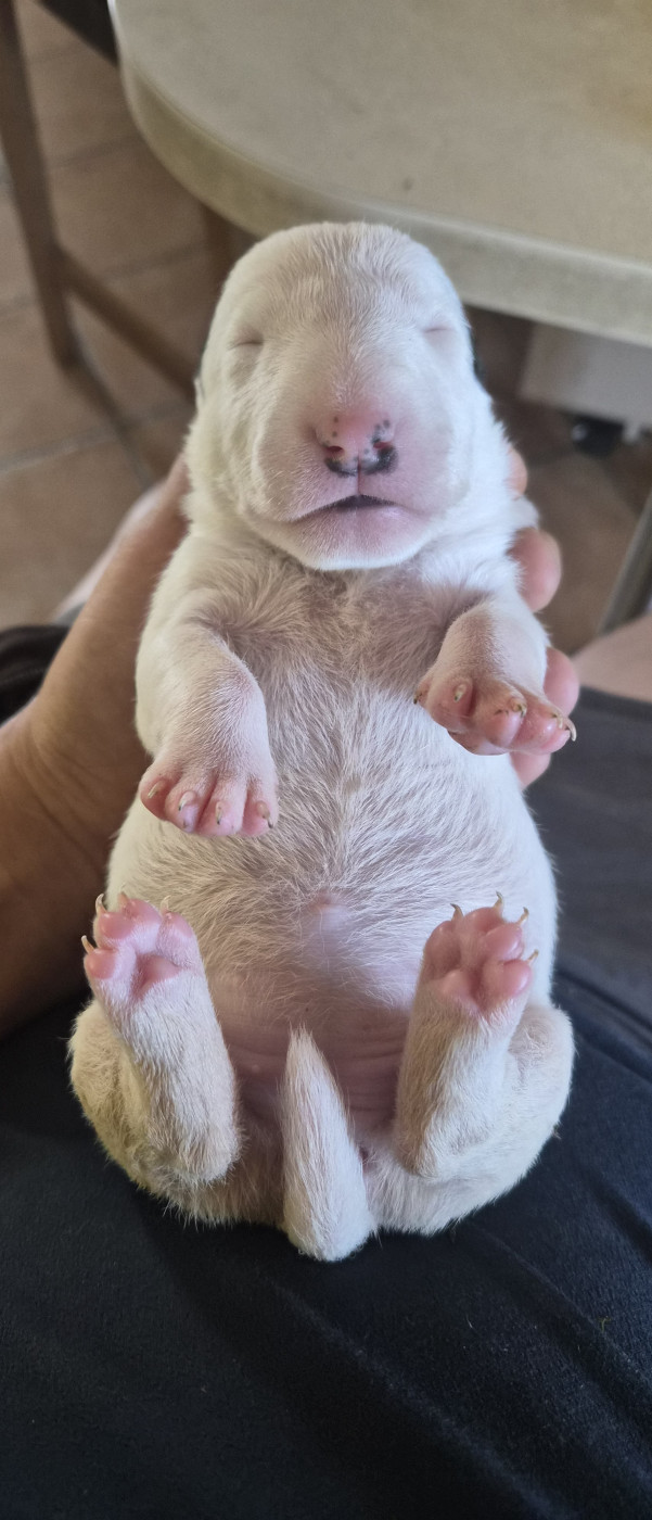 Des gardiens de gaia - Chiots disponibles - Bull Terrier Miniature