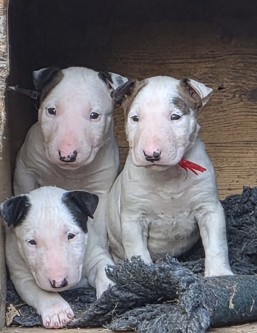 Des gardiens de gaia - Bull Terrier Miniature - Portée née le 30/07/2026