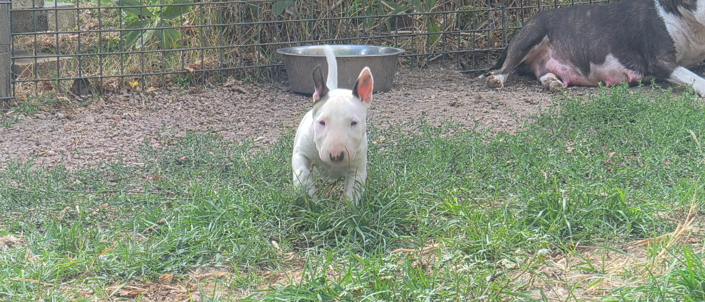 Des gardiens de gaia - Chiots disponibles - Bull Terrier Miniature