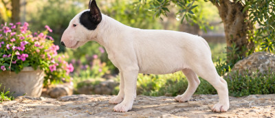 Chiot N°2